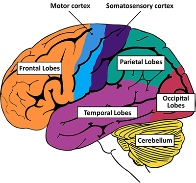 اهمیت آناتومی و ضریب عملکرد مغز
