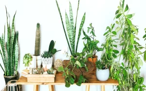معرفی بهترین گیاهان آپارتمانی